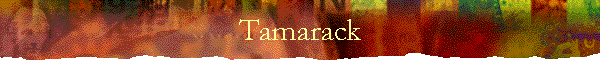 Tamarack